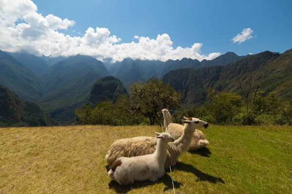 Llamas pastando y acostadas sobre la hierba sagrada de Machu Picchu. Amplia vista angular con cielo escénico . — Foto de Stock