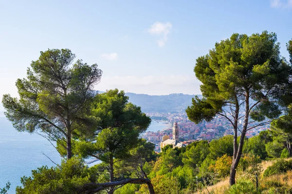 Olijven boom en Zeeden grove hoog op de heuvelachtige kustlijn van Ligurië, Italië. De baai van Cervo historische dorp en Diano Marina in de verte met diepe blauwe zee, beroemde reizen bestemming — Stockfoto
