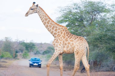 Kruger National Park, Güney Afrika büyük seyahat hedef yol geçiş zürafa. Safari araba izlerken.