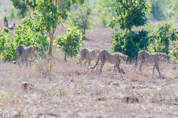 Gruppo di ghepardi in posizione di caccia pronti a correre per un'imboscata. Parco nazionale di Kruger, Sud Africa . — Foto Stock