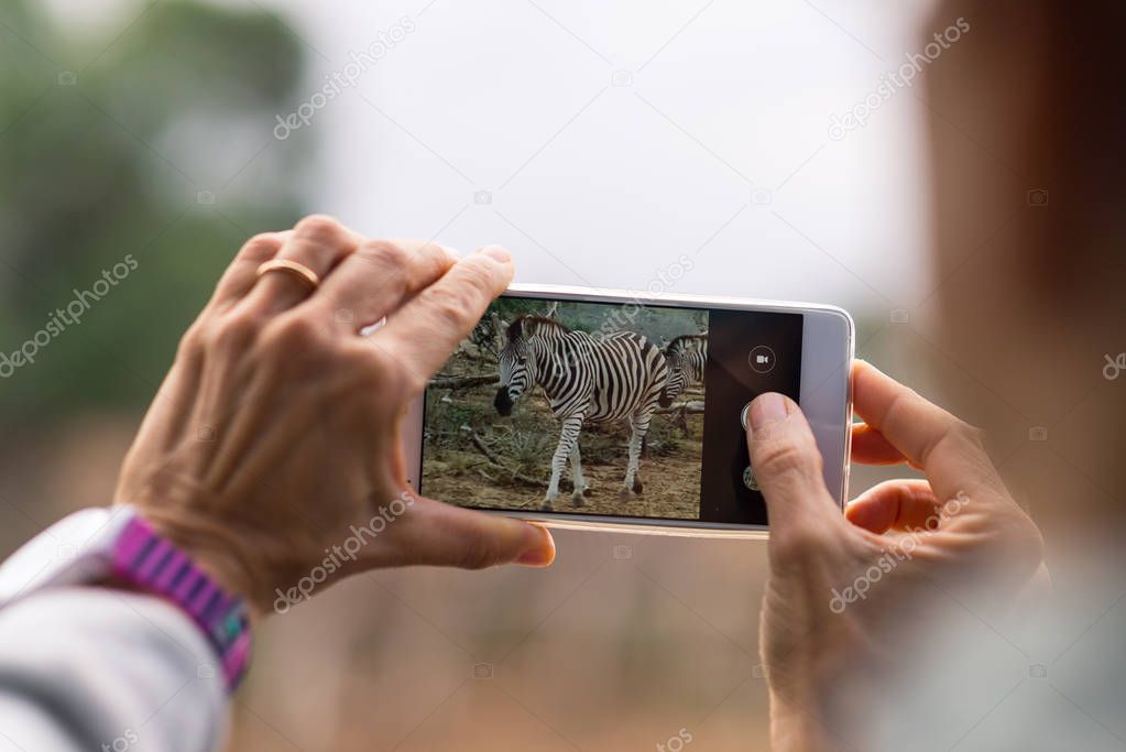 Tourist taking photo with smartphone herd of Zebras in the bush. Wildlife Safari in the Kruger National Park, travel destination in South Africa. Selective focus on display of generic smartphone.