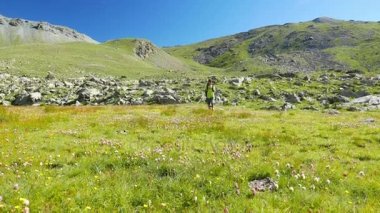     Kadın çiçek yeşil çayır yüksek irtifa kayalık dağ ve tepeler arasında geçiş patika üzerinde pastoral dağ manzarası içinde trekking. İtalyan Alpleri maceralara yaz. 