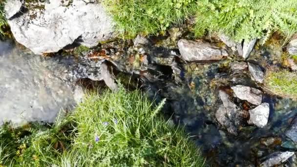Kis patak, folyó idilli szennyezett környezetben, zöld rétek az olasz Alpok a nyári átkelés. — Stock videók