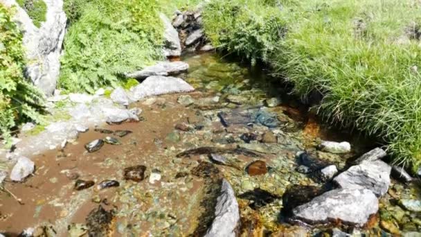 Piccolo ruscello che scorre in un ambiente idilliaco e incontaminato attraversando prati verdi sulle Alpi italiane in estate . — Video Stock