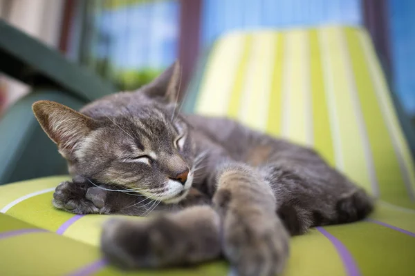 Pigro gatto grigio domestico sdraiato su un lato e pisolino contorto. Girato all'aperto con profondità di campo molto bassa, focalizzato sugli occhi . — Foto Stock