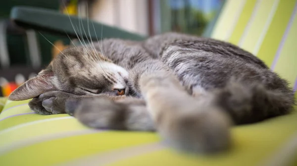 Pisica gri leneș domestică întinsă pe o parte și dormind răsucită. Împușcat în aer liber cu adâncime foarte mică a câmpului, concentrat pe ochi . — Fotografie, imagine de stoc