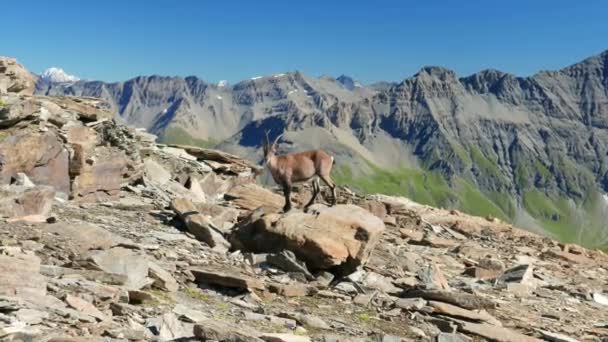 Kvinnliga Ibex uppflugen på rock tittar på kameran med de italienska franska Alperna i bakgrunden. — Stockvideo