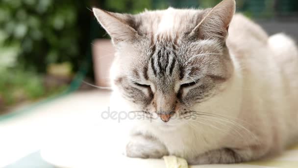 Gato persa blanco con ojos azules siesta y mirando hacia arriba, de cerca en el hocico, cámara lenta . — Vídeos de Stock