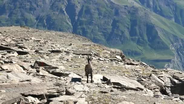 Donna Stambecco appollaiata sulla roccia a guardare la macchina fotografica con le Alpi francesi italiane sullo sfondo. Zoomare, rallentare . — Video Stock