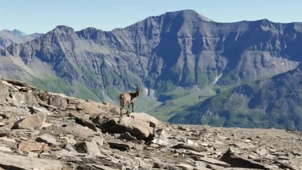 Feminino Ibex empoleirado na rocha olhando para a câmera com os Alpes franceses italianos no fundo. Movimento lento . — Vídeo de Stock