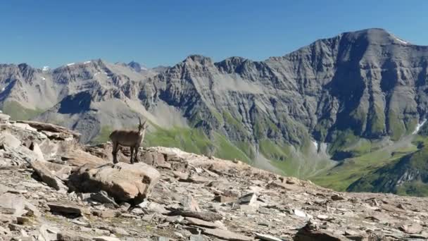 Ibex femelle perché sur le rocher regardant la caméra avec les Alpes françaises italiennes en arrière-plan. Mouvement lent . — Video