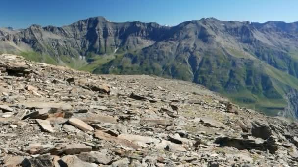 Zwei weibliche Steinböcke auf Felsen und Felsbrocken in großer Höhe in den italienischen französischen Alpen. Zeitlupe. — Stockvideo