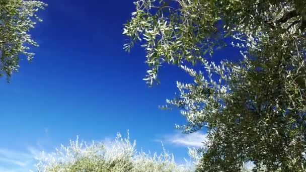 Olivos maduros soplando en el viento con nubes en movimiento y cielo azul, lapso de tiempo — Vídeo de stock