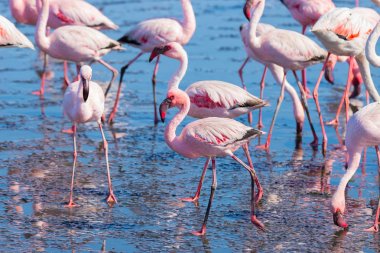 Walvis Bay, Namibya, Afrika Atlantik sahil, deniz üzerinde pembe flamingolar grup.
