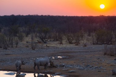 Rare Black Rhinos drinking from waterhole at sunset. Wildlife Safari in Etosha National Park, the main travel destination in Namibia, Africa. clipart