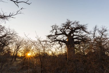 Büyük Baobab Afrika savana Sunburst fabrikasında. Botsvana, Afrika'da en çekici seyahat destionation.