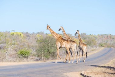 Kruger National Park, Güney Afrika büyük seyahat hedef yol geçiş üç zürafa ailesi.