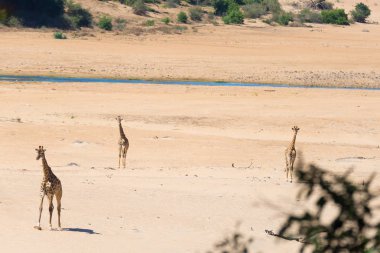 Çöl pan, gün ışığından yararlanma ormanda yürüyüş zürafa grubudur. Yaban hayatı Safari etkin Milli Parkı'nda, ana hedef Namibya, Afrika seyahat.