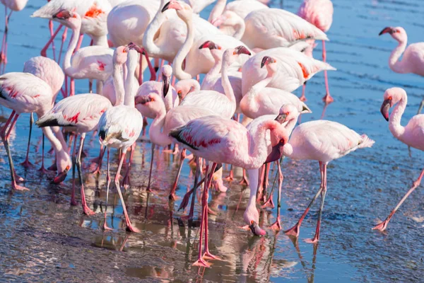 Group of pink flamingos on the sea at Walvis Bay, the atlantic coast of Namibia, Africa.