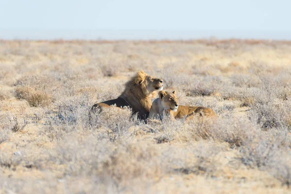 Paar van leeuwen liggen op de grond in de bush. Wildlife safari in het Etosha National Park, toeristische trekpleister in Namibië, Afrika. — Stockfoto