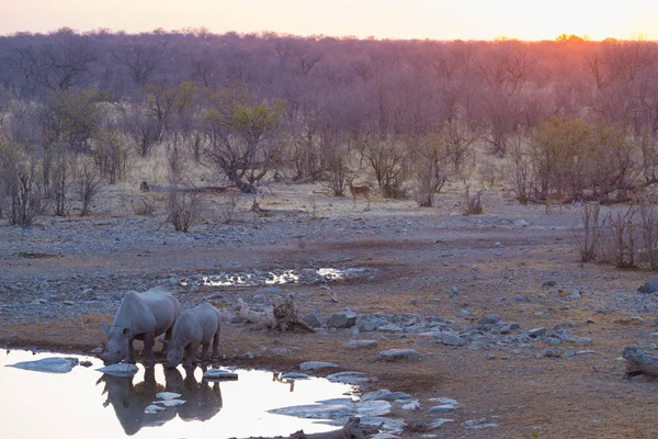 Raros rinocerontes negros a beber do poço ao pôr-do-sol. Safari de vida selvagem no Parque Nacional de Etosha, o principal destino de viagem na Namíbia, África . — Fotografia de Stock