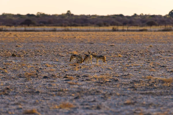 Gruppo di Sciacalli Sostenuti Neri sulla padella del deserto al tramonto. Parco nazionale di Etosha, la principale destinazione di viaggio in Namibia, Africa . — Foto Stock