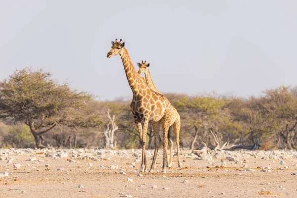 Giraffa che cammina nel cespuglio sulla padella del deserto. Wildlife Safari nel Parco Nazionale di Etosha, la principale destinazione di viaggio in Namibia, Africa. Vista profilo . — Foto Stock