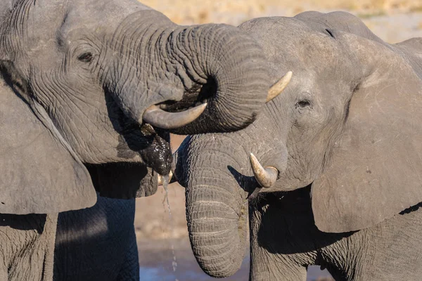 Pár afrických slonů, mladých i dospělých, u vodní nádrže. Divoká zvěř Safari v národním parku Chobe, destinace v Botswaně, Afrika. — Stock fotografie