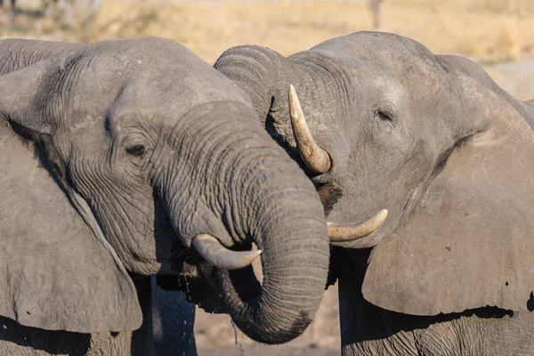 两只非洲象，年轻的和成年的，呆在水坑里。乔布国家公园的野生动植物萨法里，博茨瓦纳、非洲的旅游目的地. — 图库照片