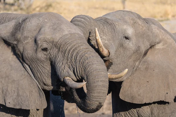 Un par de elefantes africanos, jóvenes y adultos, en el abrevadero. Safari de Vida Silvestre en el Parque Nacional Chobe, destino de viaje en Botswana, África . — Foto de Stock