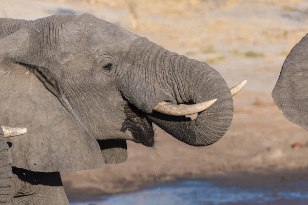 Zavřete up a portrét mladého slona afrického pití od napajedla. Wildlife Safari v národním parku Chobe, cestovní cíl v Botswana. — Stock fotografie