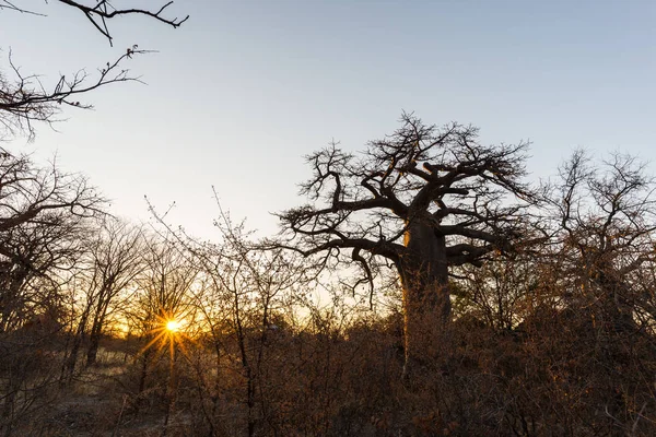 Büyük Baobab Afrika savana Sunburst fabrikasında. Botsvana, Afrika'da en çekici seyahat destionation. — Stok fotoğraf