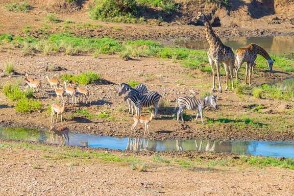 Branco di Zebre, Giraffe e Antelopi al pascolo sulla riva del fiume Shingwedzi nel Parco Nazionale di Kruger, principale destinazione di viaggio in Sud Africa. Struttura idilliaca . — Foto Stock