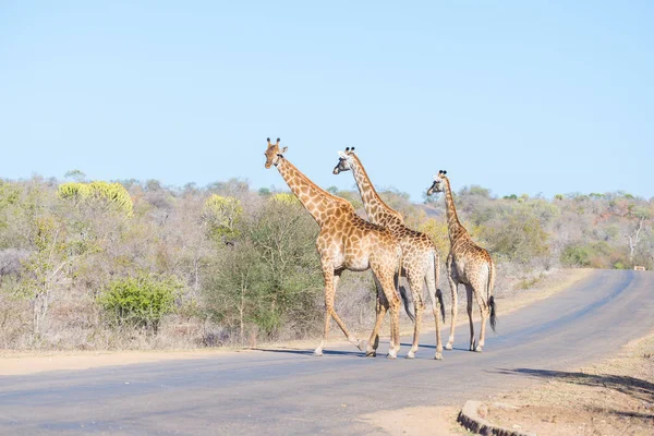 クルーガー国立公園、南アフリカ共和国の主要な観光地に道を渡る 3 つのキリンの家族. — ストック写真