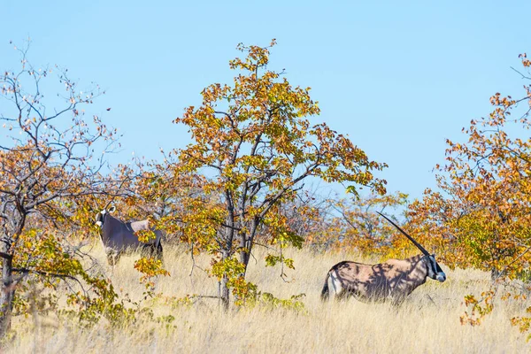 Oryx escondido en el arbusto. Safari de Vida Silvestre en el Parque Nacional Mapungubwe, destino de viaje en Sudáfrica . — Foto de Stock