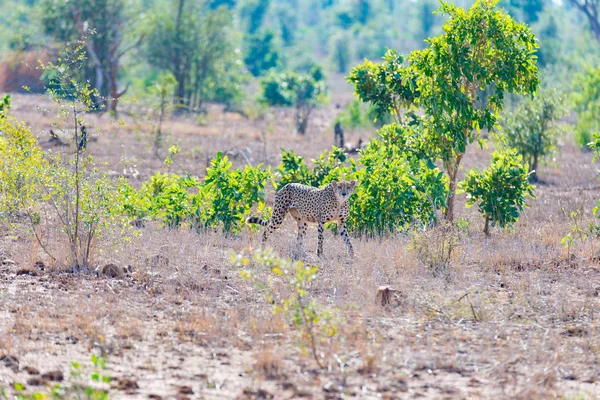 Cheetah i jakt position redo att köra för ett bakhåll. Kruger National Park, Sydafrika. — Stockfoto