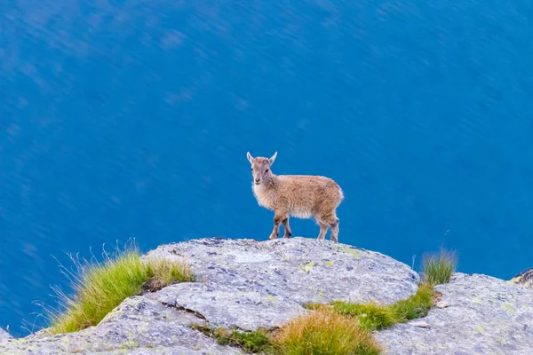 Дуже молодий козел, Підносячись на рок, дивлячись на камеру з фоном синє озеро. — стокове фото