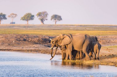 Group of African Elephants drinking water from Chobe River at sunset. Wildlife Safari and boat cruise in the Chobe National Park, Namibia Botswana border, Africa. clipart