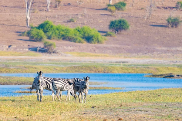 Zebry skrzyżowania rzeki Chobe. Świecące ciepłe światło zachód słońca. Wildlife Safari w afrykańskich parków narodowych i rezerwatów przyrody. — Zdjęcie stockowe