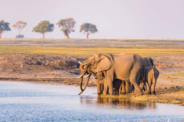 Group of African Elephants drinking water from Chobe River at sunset. Wildlife Safari and boat cruise in the Chobe National Park, Namibia Botswana border, Africa.