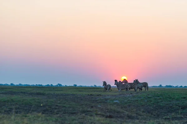 群斑马在日落时分在背光树丛中散步。风景秀丽的七彩阳光在地平线上。在非洲国家公园和野生动物保护区的野生动物狩猎. — 图库照片