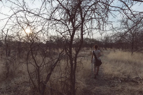 Bush ve akasya grove batımında, Bushmandland, Namibia yürüyen turist. Macera ve keşif Afrika. Tonlu görüntü. — Stok fotoğraf