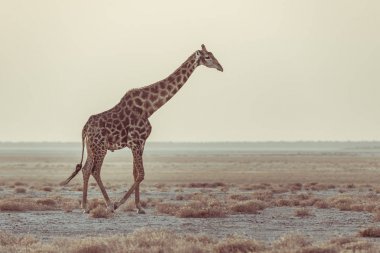 Gün batımında çöl pan ormanda yürüyüş zürafa. Yaban hayatı Safari etkin Milli Parkı'nda, ana hedef Namibya, Afrika seyahat. Profil görünümü, doğal yumuşak ışık.