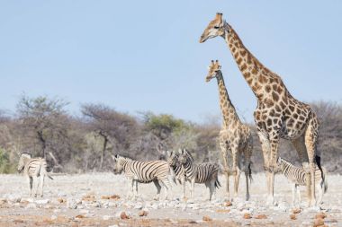Çöl pan, gün ışığından yararlanma ormanda yürüyüş zürafa birkaç. Yaban hayatı Safari etkin Milli Parkı'nda, ana hedef Namibya, Afrika seyahat.