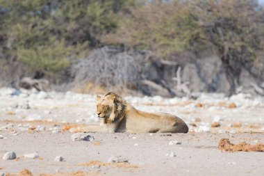 Yerde yatan ve kameraya bakarak genç erkek tembel aslan. Zebra (defocused) arka planda kesintisiz yürüyüş. Etkin Milli Parkı, Namibya, Afrika yaban hayatı safari.