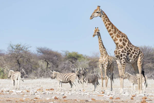 Пара жирафов гуляет по кустам на сковороде, дневной свет. Сафари на дикой природе в Национальном парке Этоша, главном туристическом центре Намибии, Африка . — стоковое фото