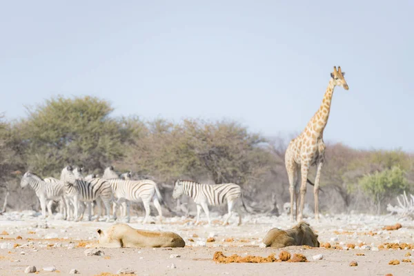 Due giovani leoni pigri maschi sdraiati a terra. Zebra e giraffa (sfocate) camminano indisturbate sullo sfondo. Safari naturalistico nel Parco Nazionale di Etosha, principale attrazione turistica della Namibia — Foto Stock