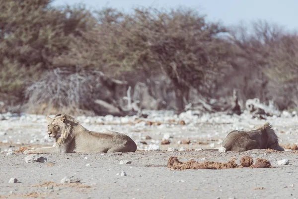 Dos jóvenes leones perezosos que yacen en el suelo. Cebra (desenfocada) caminando sin ser perturbada en el fondo. Safari de vida silvestre en el Parque Nacional Etosha, principal atracción turística en Namibia, África . — Foto de Stock