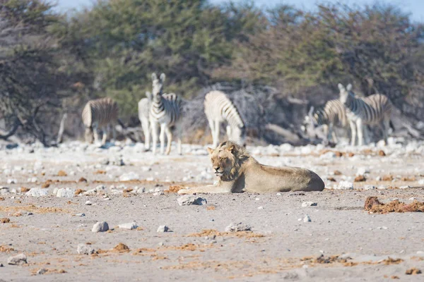 Fiatal férfi lusta oroszlán a földön fekve, és nézi a kamera. Zebra (defocused), séta a háttérben zavartalan. Vadon élő állatok safari az Etosha nemzeti parkban, Namíbia, Afrika. — Stock Fotó