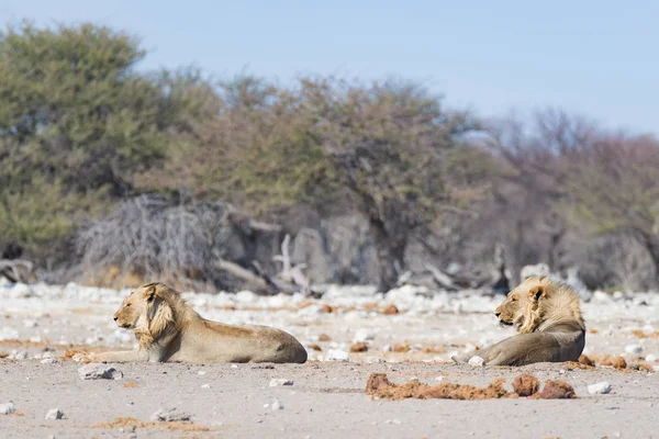 两个的年轻男性懒狮子躺在地面上。斑马 （离焦） 走在宁静的背景。野生动物的 safari 在主要旅游景点在非洲纳米比亚埃托沙国家公园. — 图库照片